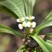 Imagem de Euphorbia