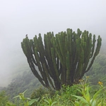 Imagem de Coroa-de-cristo