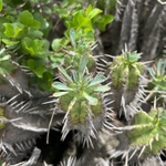 Imagem de Colchão-de-sogra