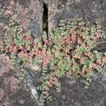 Imagem de Quebra-pedras, quebra-pedras-roxo, erva-pombinha, saxifraga, burra-leiteira, erva-de-santa-luzia, caá-cambui.