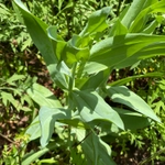 Imagem de Lisianthus