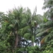Imagem de Açaí