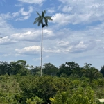 Imagem de Açaí-solteiro