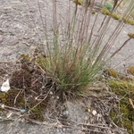 Imagem de Festuca azul
