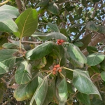 Imagem de Figueira-amarela