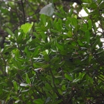 Imagem de Mata-pau