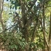 Imagem de Figueira-benjamim