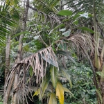 Imagem de Gameleira-branca