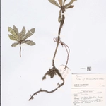 Imagem de Ficus macrostyla