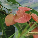 Imagem de Gameleira-branca
