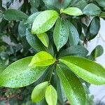 Imagem de Figueira-de-bengala