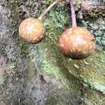Imagem de Gameleira-branca