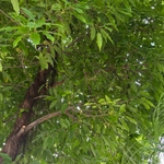 Imagem de Gameleira-branca