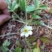 Imagem de Morango-silvestre