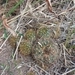 Imagem de Cacto-fraileia