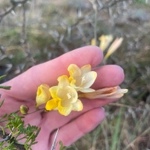 Imagem de freesia
