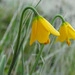Imagem de Fritillaria pudica não possui um nome popular amplamente reconhecido no Brasil
