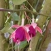 Imagem de Brinco-de-princesa