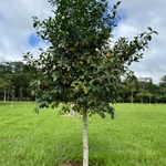 Imagem de Bacupari