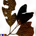 Imagem de Asam aur aur