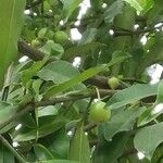 Imagem de Não há um nome popular amplamente reconhecido no Brasil para "Garcinia xishuanbannaensis"