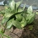 Imagem de Gasteria