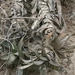 Imagem de Gasteria