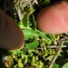 Imagem de Gaultheria humifusa não possui um nome popular amplamente reconhecido no Brasil