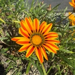 Imagem de Gazania