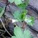 Imagem de Malva-de-cheiro