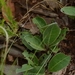 Imagem de Margarida-africana
