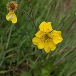 Imagem de Geum magellanicum