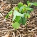 Imagem de Ginkgo