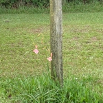 Imagem de Palma-de-santa-rita