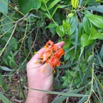 Imagem de Gloriosa