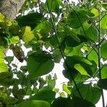 Imagem de Gmelina