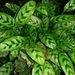 Imagem de Maranta concinna