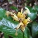 Imagem de Maranta-zebrina
