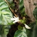 Imagem de Maranta white fusion