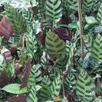 Imagem de Maranta