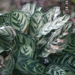 Imagem de Maranta-zebrada