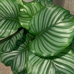 Imagem de Maranta-prateada