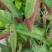Imagem de Maranta-zebrada