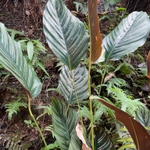 Imagem de Maranta-riscada