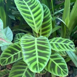 Imagem de Maranta, Sassará