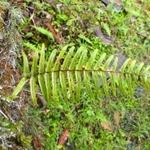 Imagem de Goniophlebium subauriculatum