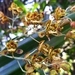 Imagem de Orquídea-bambu