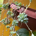 Imagem de Graptopetalum macdougallii não possui um nome popular amplamente reconhecido no Brasil