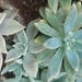 Imagem de Planta fantasma