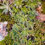 Imagem de Graptopetalum rusbyi